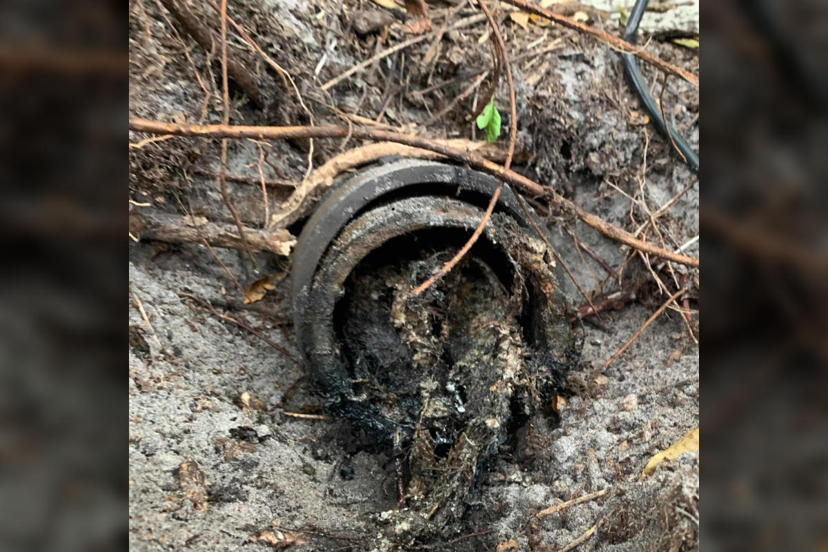 Tree Roots in Pipe